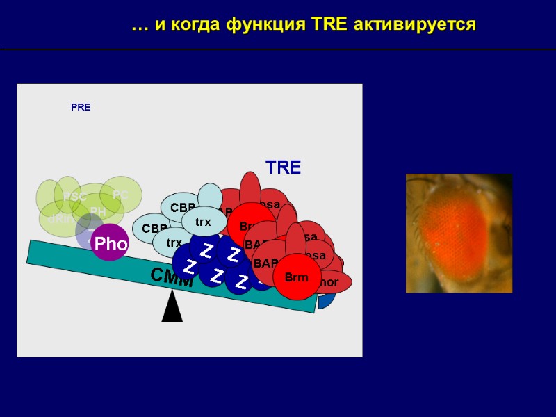 … и когда функция TRE активируется CMM PRE TRE